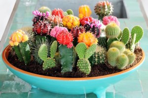 Cactus-garden
